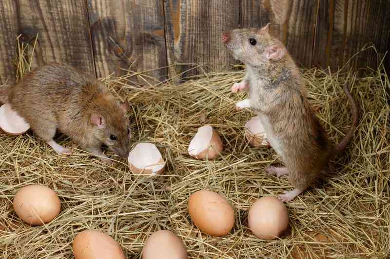 Why keeping off rodents should not be a rat race