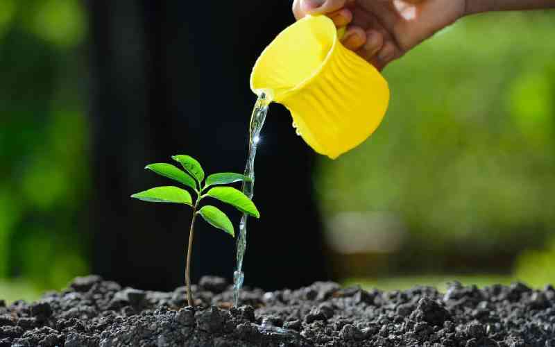 The rise and rise of women-led tree-planting enterprises