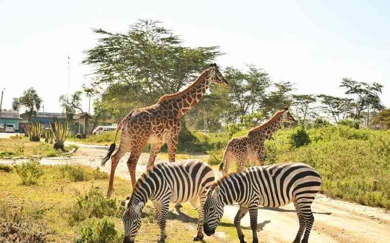 Harsh weather pushes wildlife into homes, farms in Naivasha