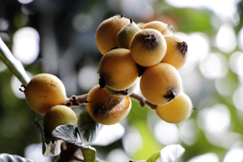 Unlocking potential of Apricot cultivation