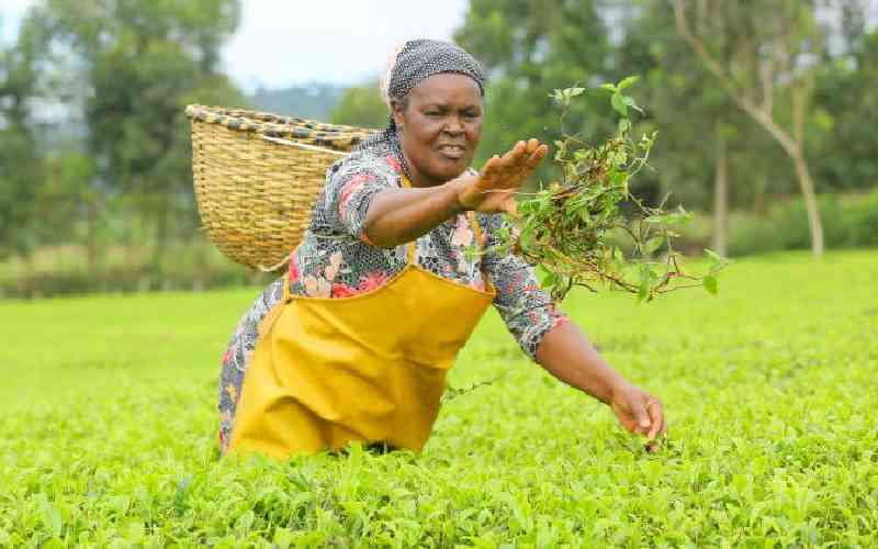 Tea poaching: Why KTDA wants private factories audited
