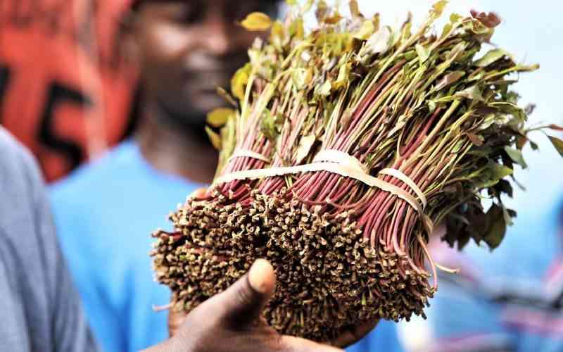 KAA moves to bring order in sorting, packaging of miraa at airport