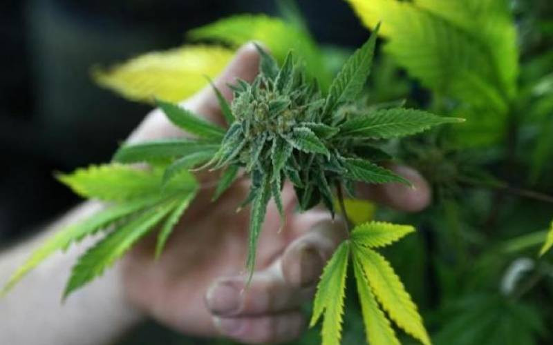 Murkomen is right; police alone can't end Vihiga's marijuana nightmare