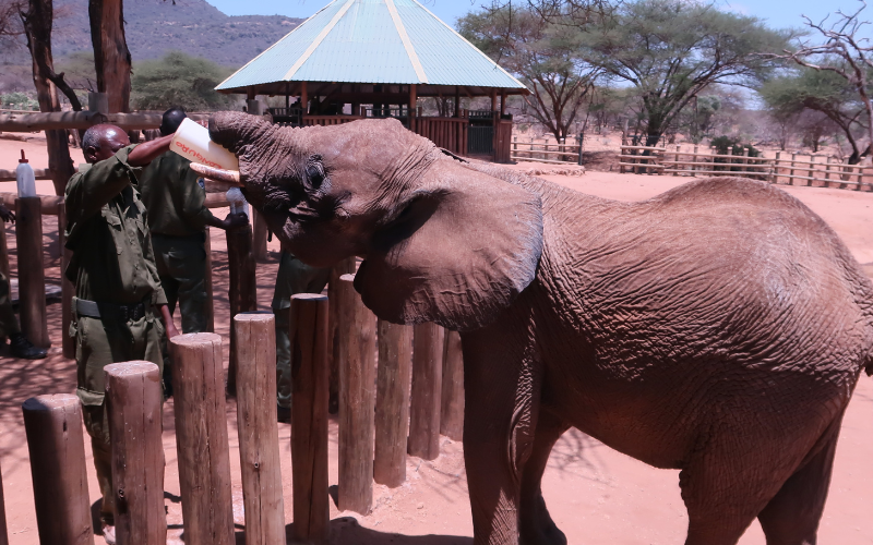 Samburu women turn goat milk into lifeline through elephant conservation