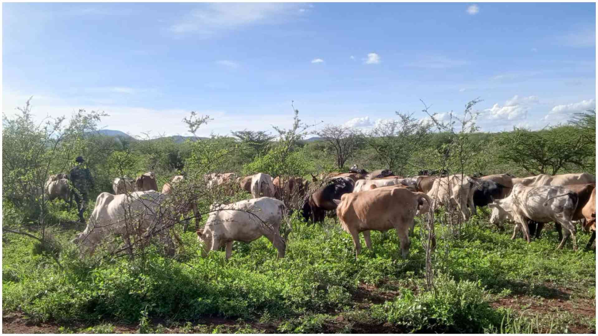 Meru leaders demand end to cattle rustling, killings