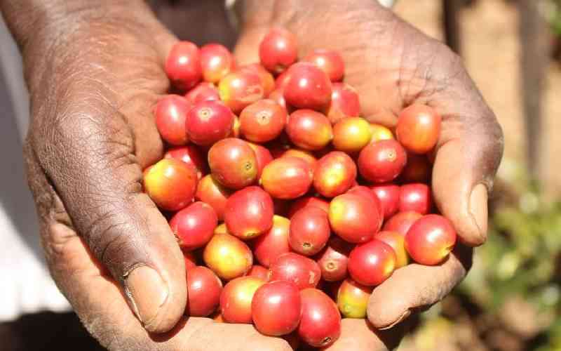 Farmers get Sh2.3b from coffee cherry advance kitty in 3 months