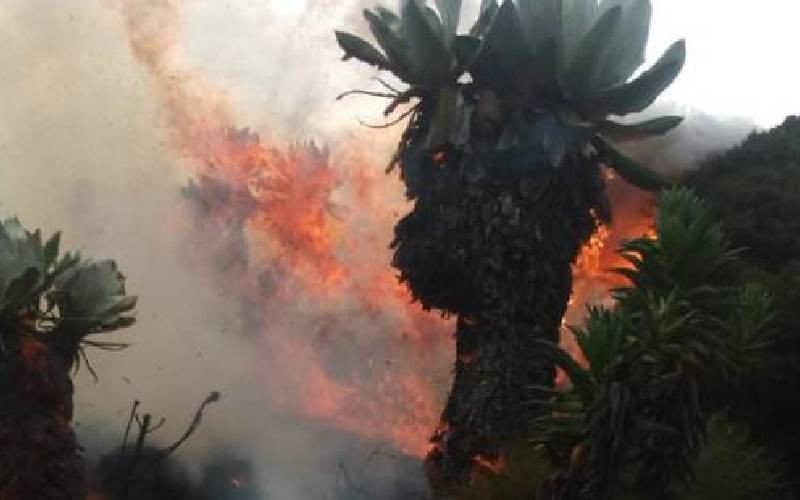 Fire destroys 200 acres of Aberdare forest