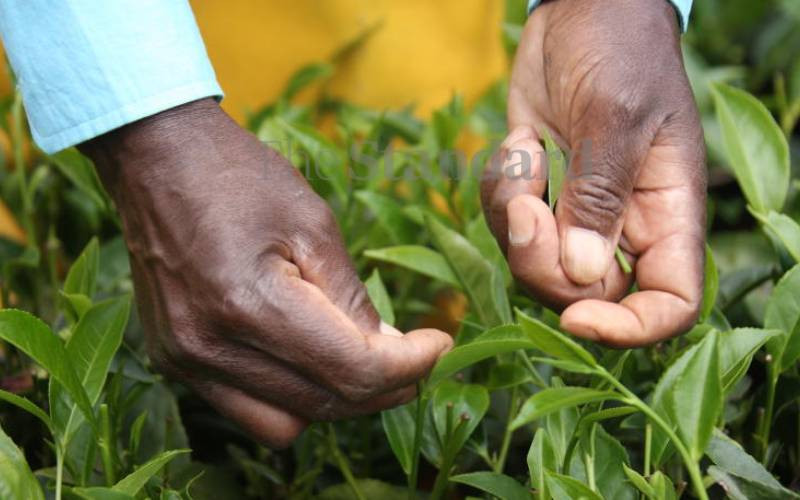 How Kenya can maximise value in tea industry