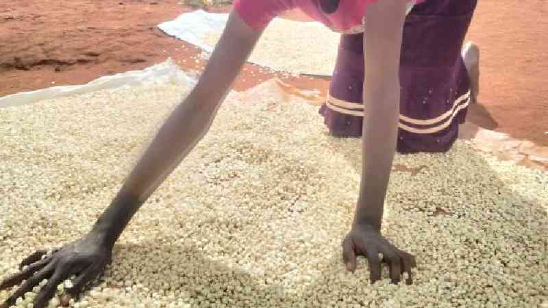 Brokers pitch tent in Trans Nzoia as maize prices drop by half