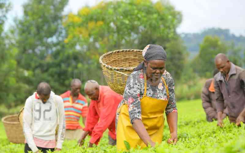 Why smallholder tea farmers wa...