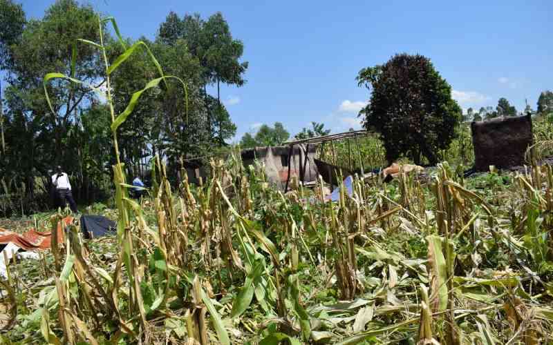 Land tussle in inheritance feud takes toxic turn as maize crop sprayed