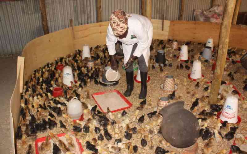 Why Kenya is facing poultry feed crisis