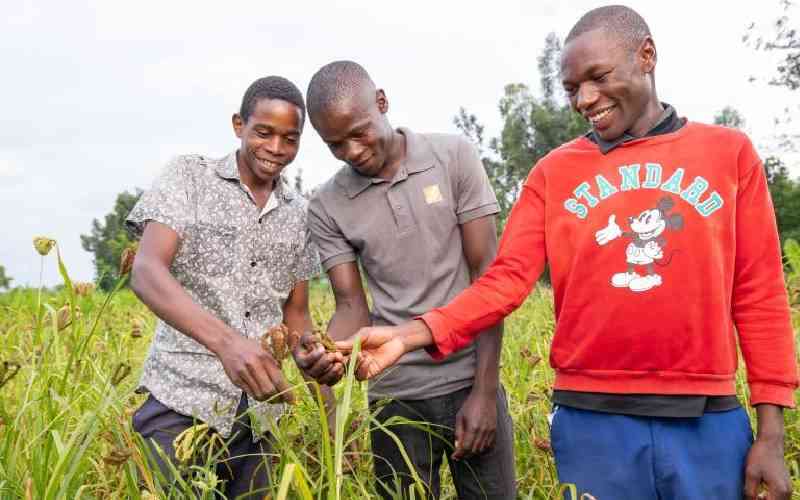 Super cereal: Why finger millet is a health booster