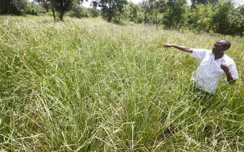 Man's dream to save Kerio Valley with 'miracle grass' pays off