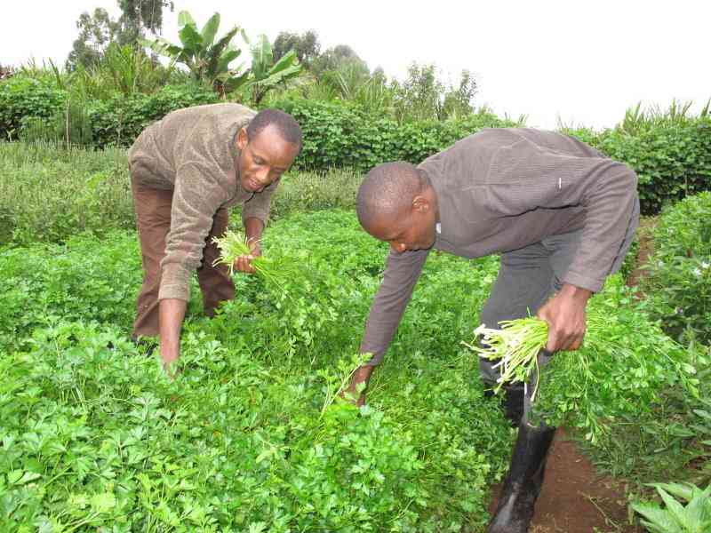 Parsley farming: How to get it right, make cash