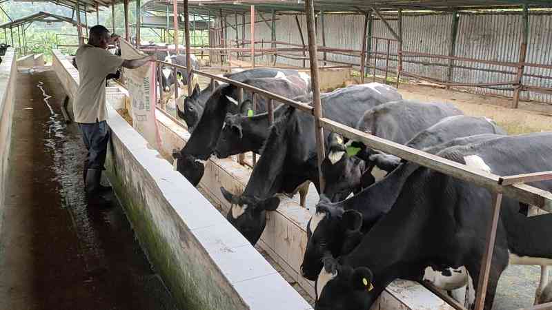 Feeding strategy for maximum milk yield