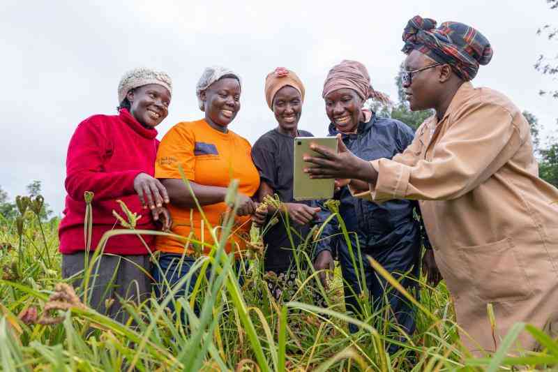 Finger millet farming changing lives in Busia