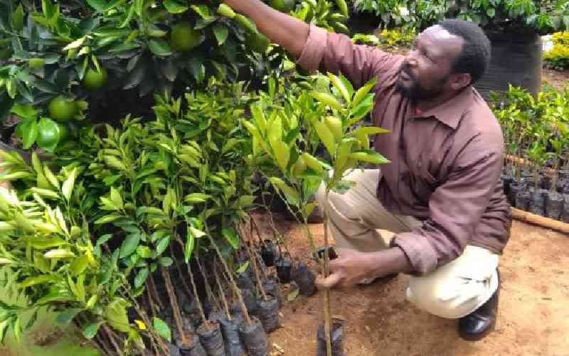 Tree planting holiday boosted Kenyan businesses