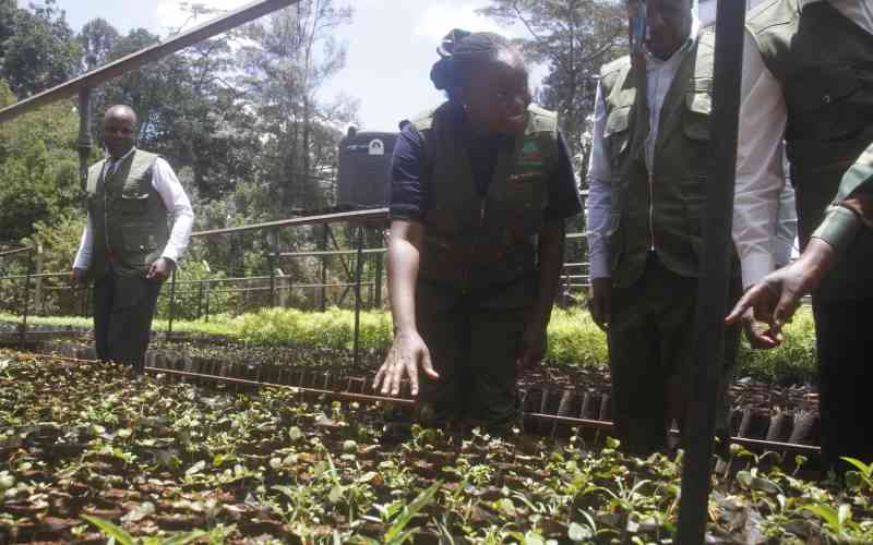 Kenya targets 17.24 million trees as Mazingira Week drive takes root