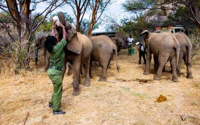 Elephants may not debate in policy making, but they tell us how to get it right