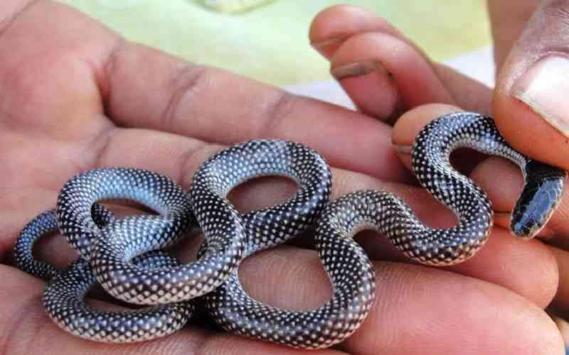 Primate Research institute lauded for production of quality snake anti venom