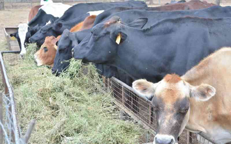 Low body weight affects livestock exports