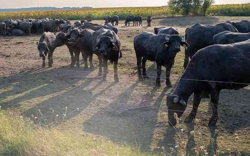 Jokes aside, let's start rearing domesticated buffaloes