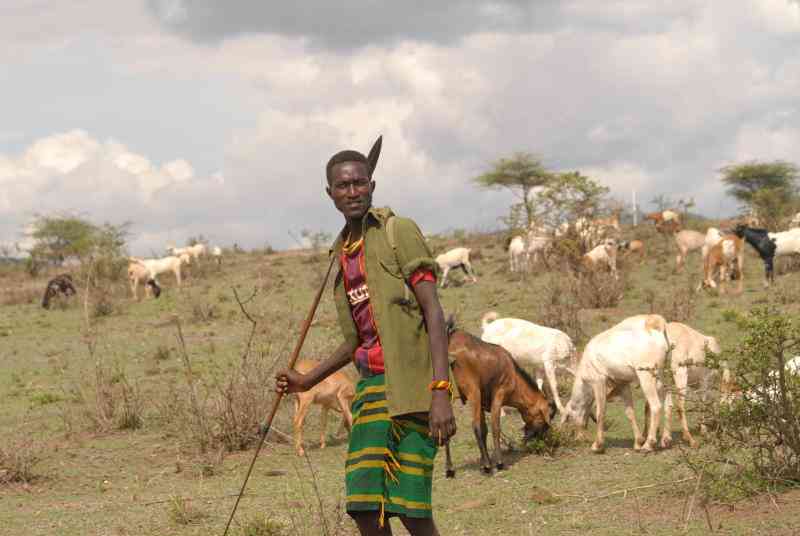 Pastoralists plant grass to regenerate degraded rangeland, produce livestock feed