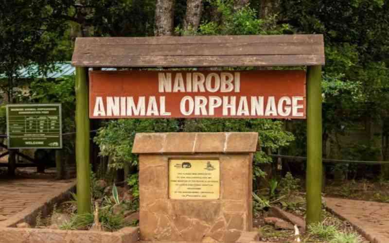 Environmentalists protest over plan to relocate Nairobi Animal Orphanage