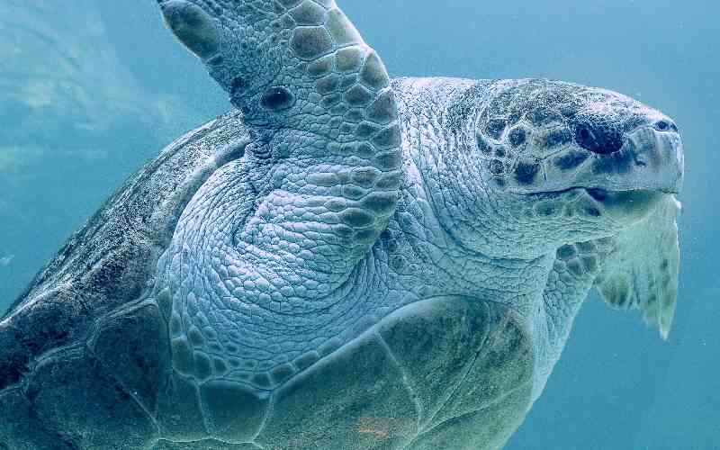 Eight killed after consuming sea turtle meat in Tanzania's Zanzibar