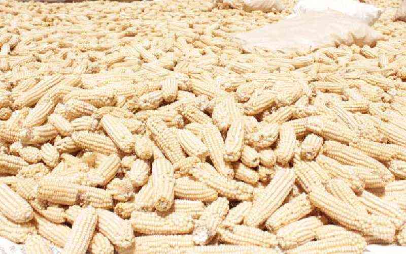Maize prices drop below Sh5,000 for the first time in months