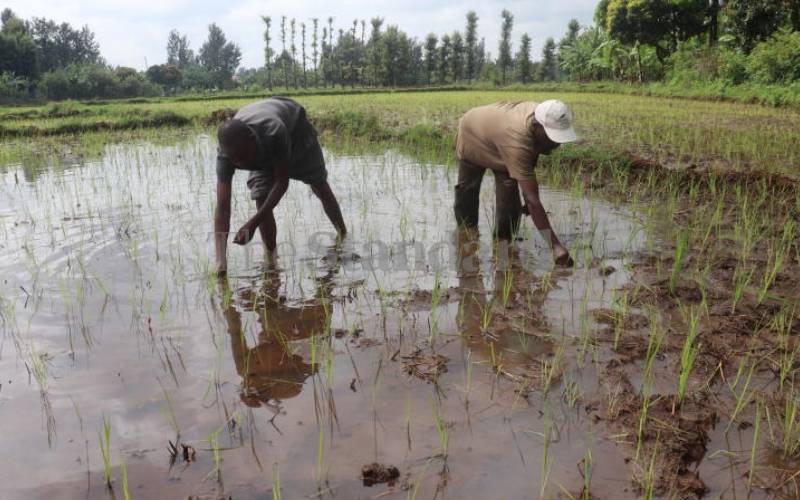 Mwea scheme rice farmers vow not to pay Warma charges