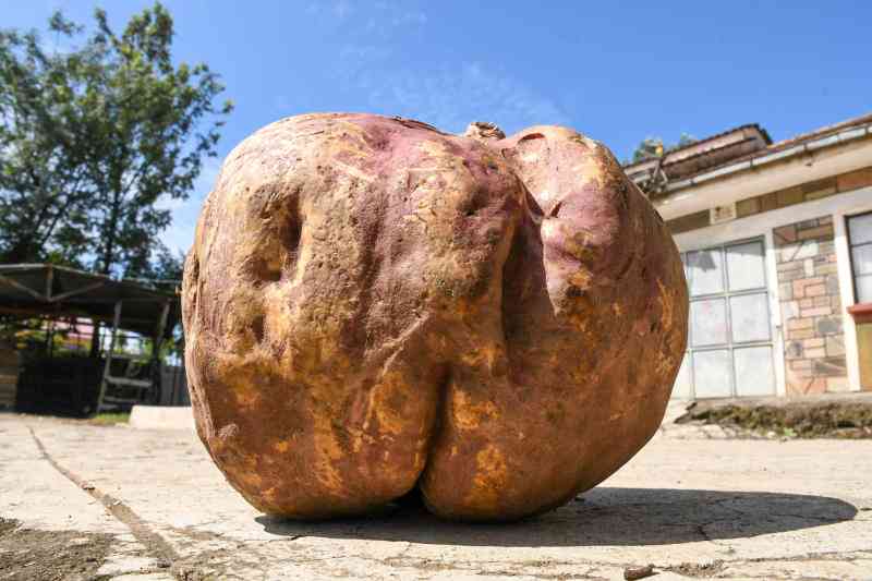 Is this Kenya's biggest sweet potato?