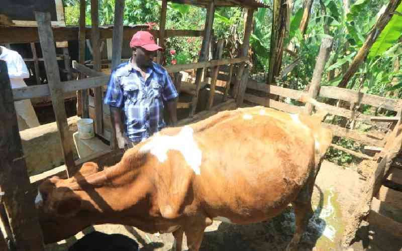 Sick traditions: The cost of culture and poverty in Kakamega's anthrax crisis