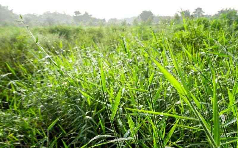 Farmers advised to embrace fodder crops and pasture production
