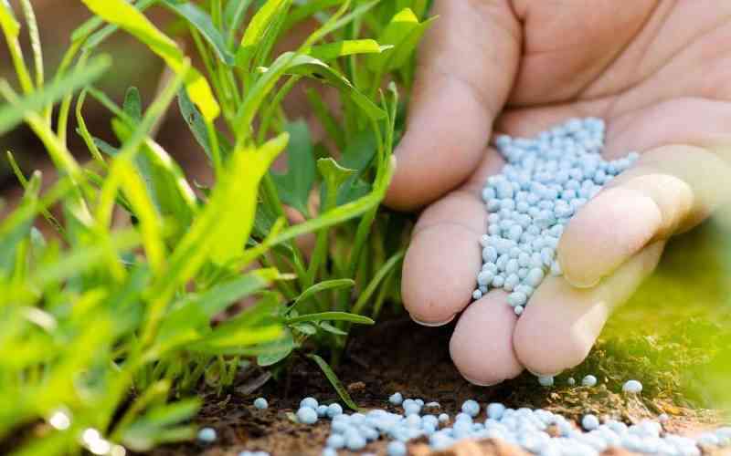 Fertiliser subsidy: A double-edged sword driving firms out of business
