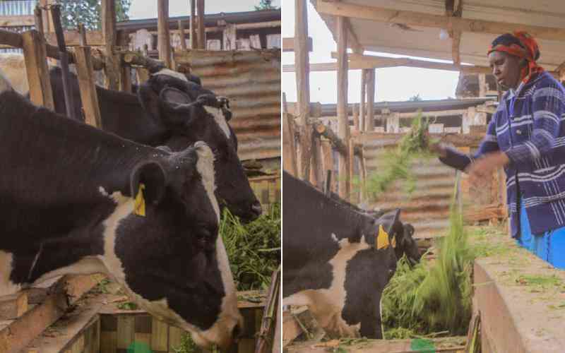 dairy farming business plan samples in kenya
