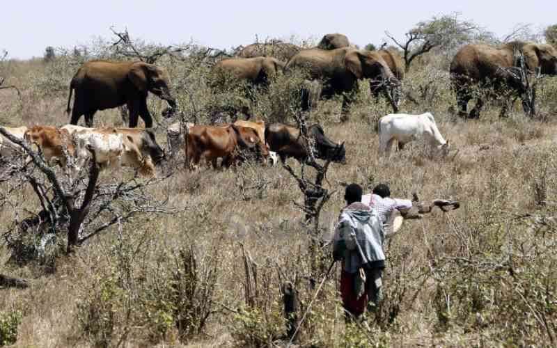Cases of pasture, water disputes rise as pastoralists, wildlife invade farms in Naivasha
