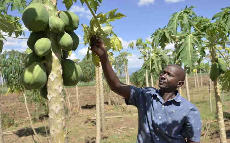 It's sweet victory over troublesome pest for pawpaw farmers