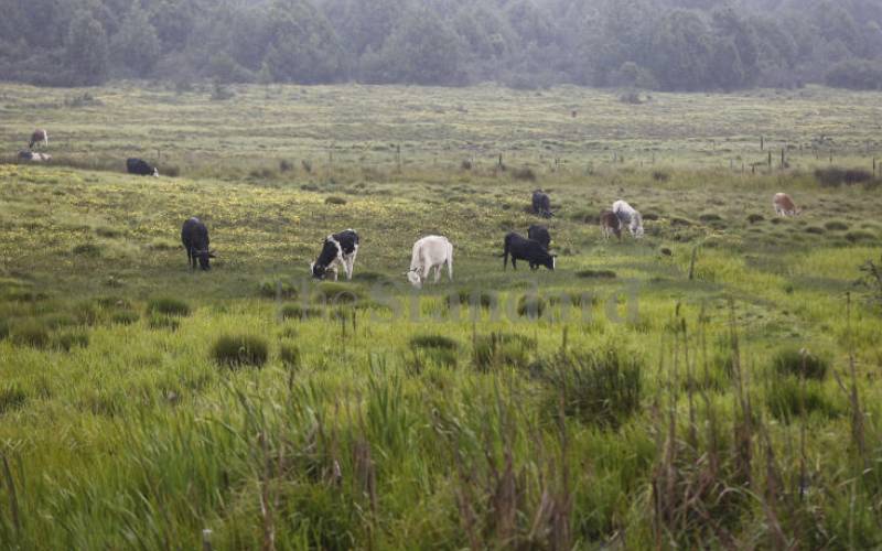 SA dairy farmers eye carbon credits while curbing emissions