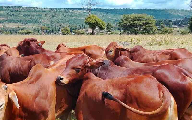 Samburu County revives Nomotio livestock farm after 15-years