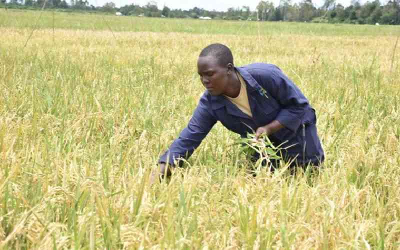 Rice farmers eye better yield with hybrid seeds