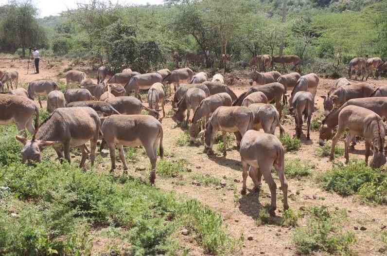 Report: How demand for donkey skin hurts livelihoods of women, children