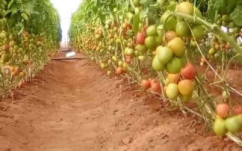 Crop theft undermines Kenya's ...