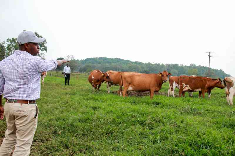 Why Livestock Diarrhoea is common with rains