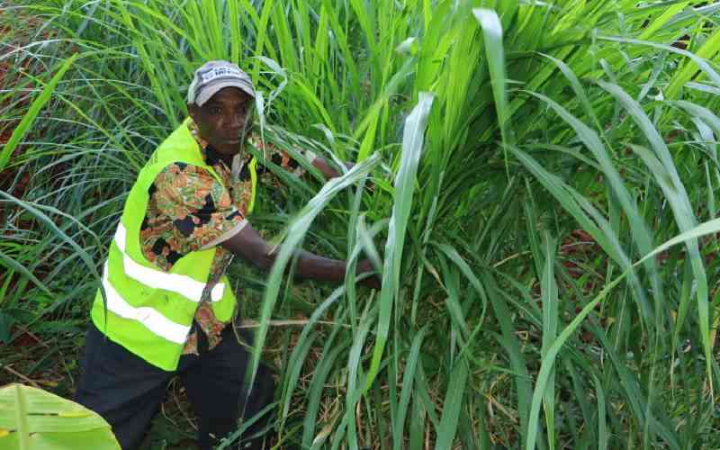 'Only 20 of Kenya's soil fit for cultivation'