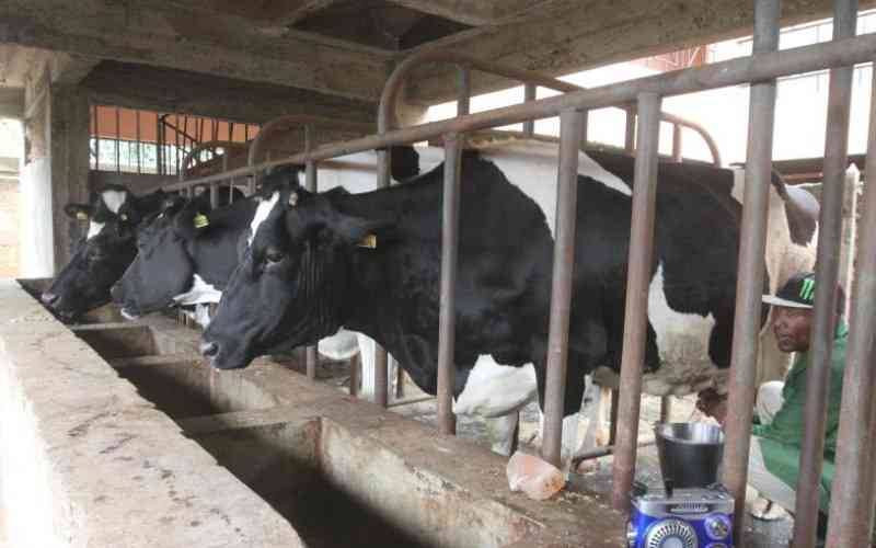 Dairy farmers told to rethink fodder as milk shortage bites amid 'drought'