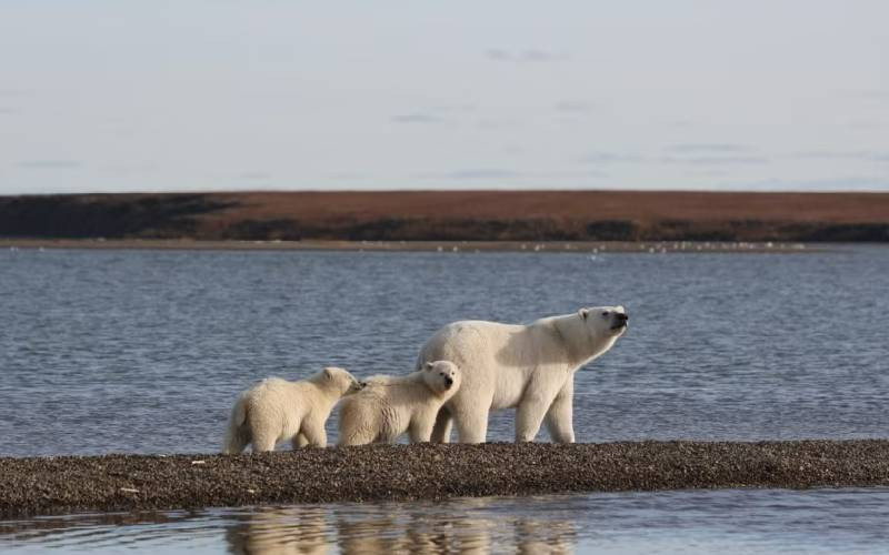 Melting Arctic Sea ice threatens Polar Bears