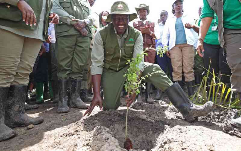 Auditor General queries Sh140 million tree planting campaign