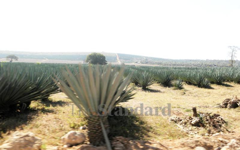500 youth invade Kilifi sisal farm, claim land belongs to ancestors